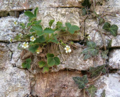 erdbeere.jpg