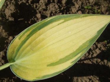 Hosta_6.jpg