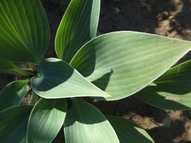 Hosta_7.jpg
