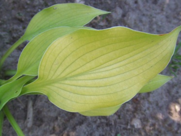 Hosta_8.jpg