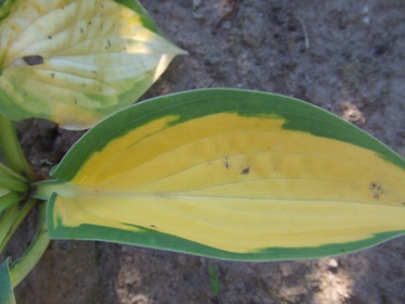 Hosta_9.jpg
