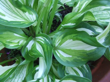 Hosta_10.jpg