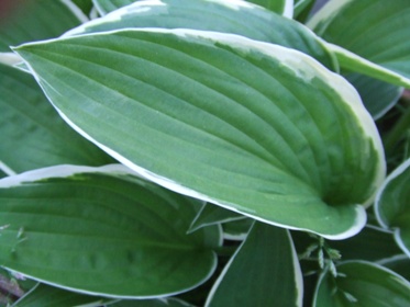 Hosta_11.jpg