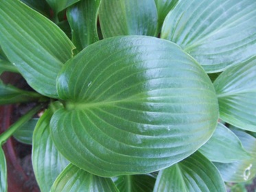 Hosta_12.jpg