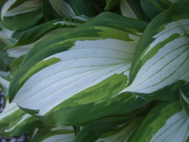 Hosta_13.jpg