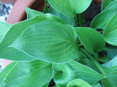 Hosta_14.jpg