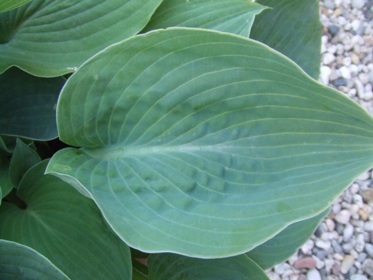 Hosta_15.jpg