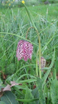 Frittilaria_meleagris.jpg