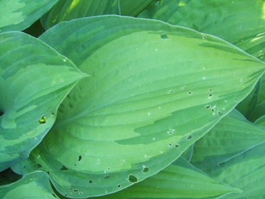 Hosta_16.jpg