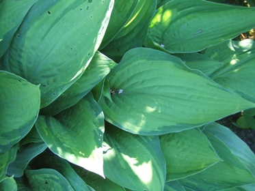 Hosta_17.jpg