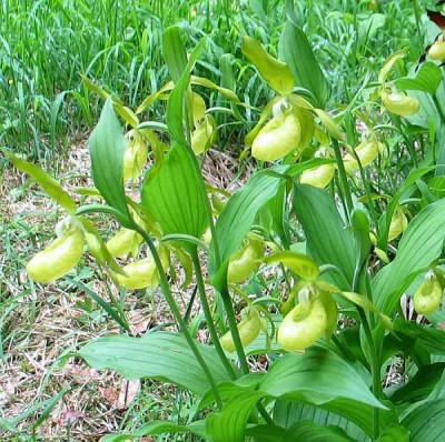 Cyp.flavum-ax.jpg