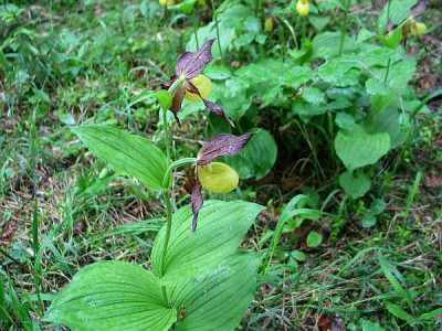 Cyp.calceolus-helm.jpg