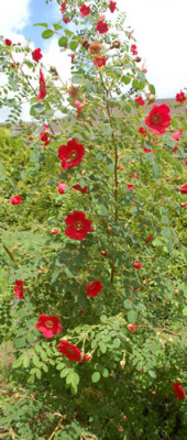 Geranium_0010__67447.jpg