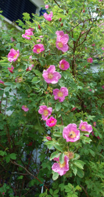 Rosa_majalis_0010_67450.jpg