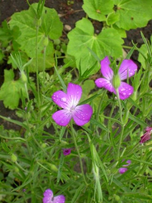 20040602_agrostemma_githago.jpg