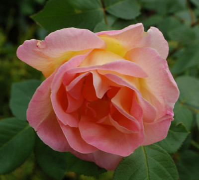 Dr._Eckener_0010__67535.jpg