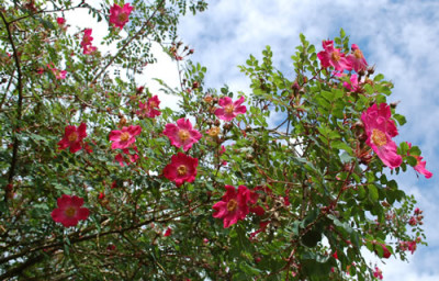 Highdownensis_0010__67780.jpg