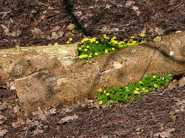 Scharbock-April-2.jpg