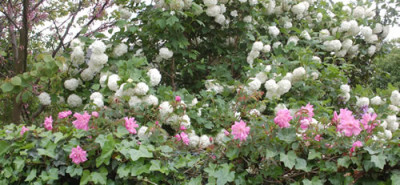Inermis_Morlettii__Viburnum_opulum_0010__67663.jpg