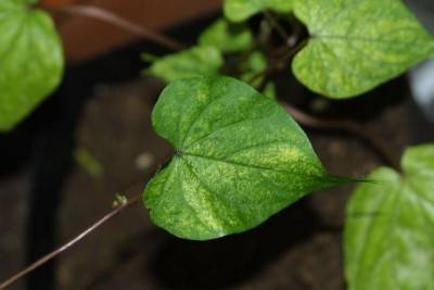 ipomoea_alba.jpg