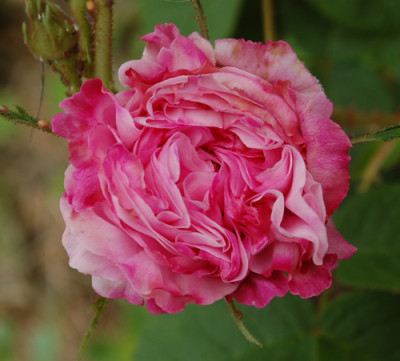 Leda_0010__67689.jpg