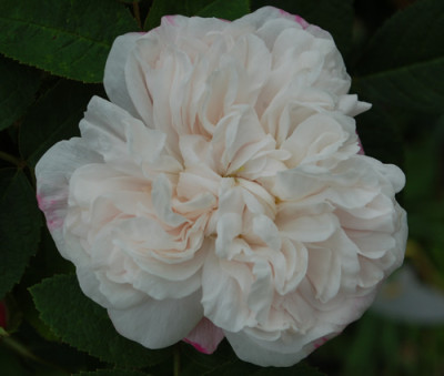 Marie_de_St._Jean_0010__K_67711.jpg
