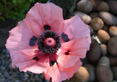 papaver_2010.jpg
