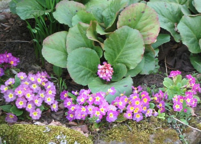 primula_vulgaris_07.jpg