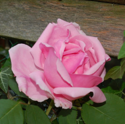 Mme_Caroline_Testout_Clg_0010__67847.jpg