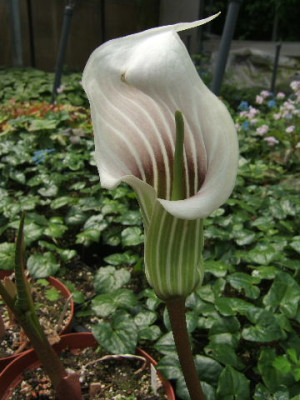 DSCF1609.JPG