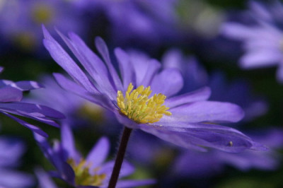 Anemone-April-1.jpg