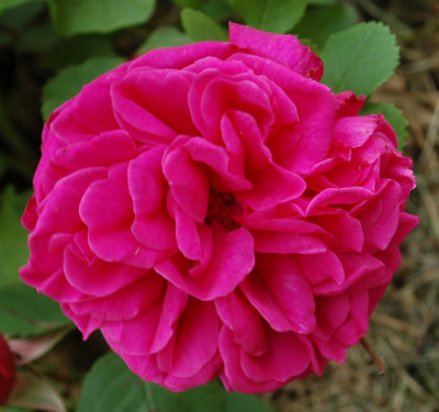 Reine_Marguerite_dItalie_0010__67693.jpg