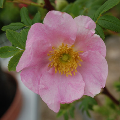 Rosa_roxburghii_normalis_0010_67619.jpg