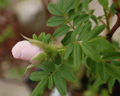 Rosa_roxburghii_normalis_0012__67620.jpg