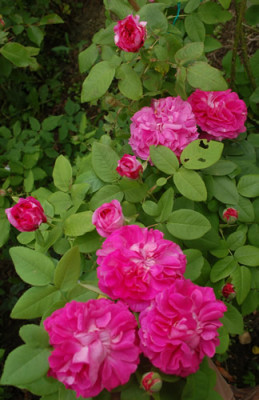 Rosabella_0010_67737.jpg