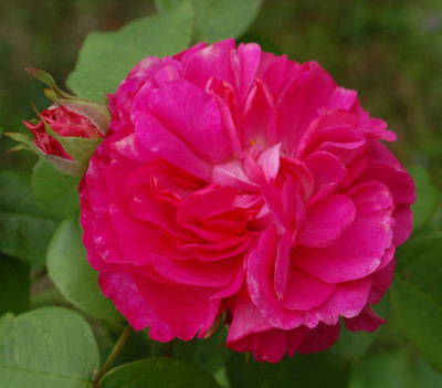 Rosabella_0011__67735.jpg