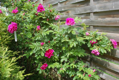Roseraie_de_lHay_0010__67777.jpg