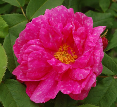 Royal_Marbree_0010__67679.jpg