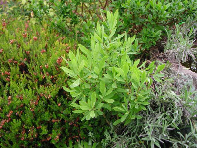 d.giraldii1.jpg