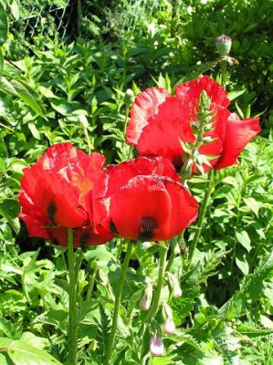 mohn030610kl.JPG