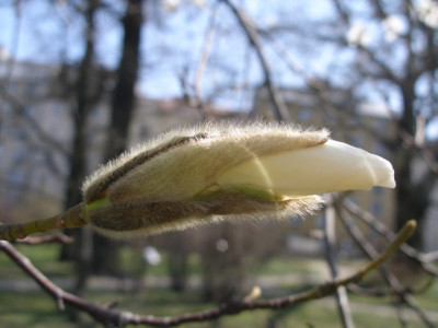 HBV_-_magnolieknospe_3.jpg