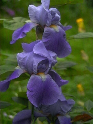 k-Susannes_Blaue2.jpg