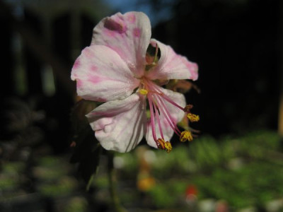 2010-06-03_Geranium.jpg