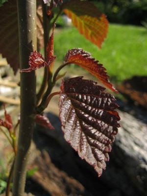 2010-06-03_Davidia2.jpg