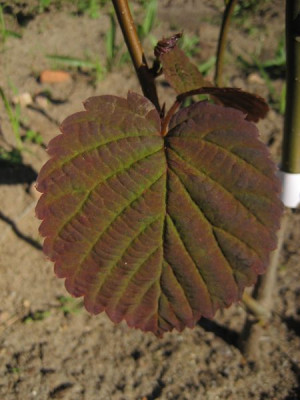 2010-06-03_Davidia.jpg