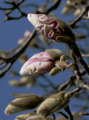 HBV_-_magnolieknospe_2.jpg
