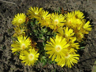 2010-06-03_Delosperma.jpg