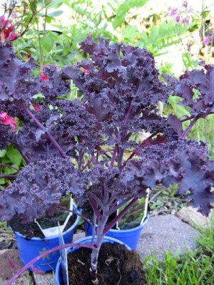 2010-06-03_Redbor2.jpg