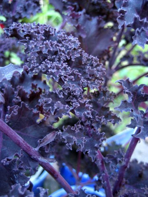 2010-06-03_Redbor3.jpg