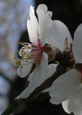 HBV_-_prunus_dulcis.jpg